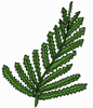 fern