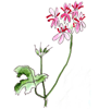 pelargonium